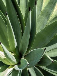 Agave succulent