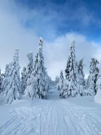 Trees on snow covered landscape against sky