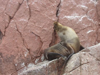 View of lizard on rock