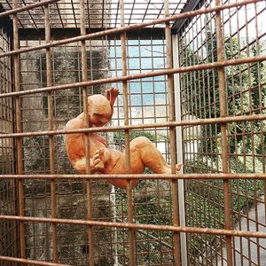 Two cats in cage at zoo