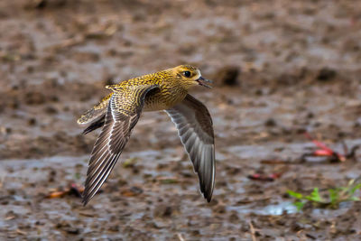 Close-up of bird flying over marshy field