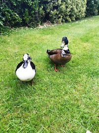 Duck on field by lake