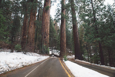 Road amidst trees in forest during winter