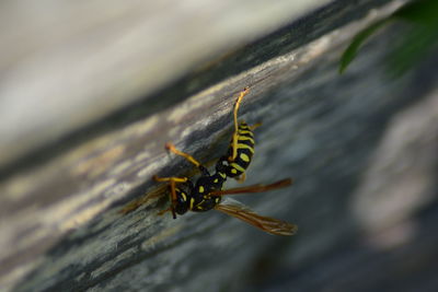 Close-up of bee on wood