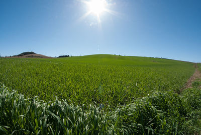 Scenic view of field against clear blue sky