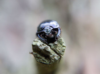 Close-up of insect