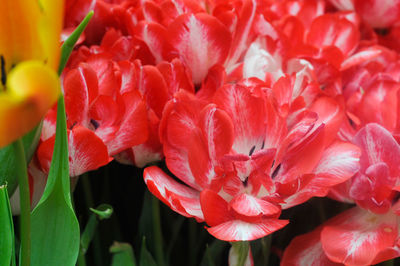 Close-up of red flowers