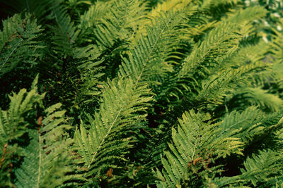 Full frame shot of pine tree