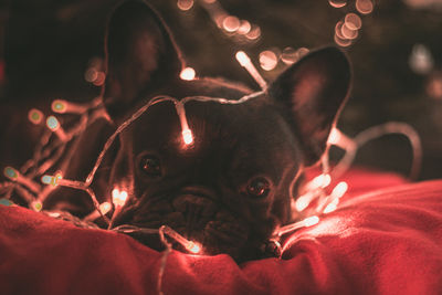 Close-up portrait of dog with illuminated string light