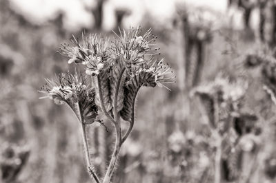 Close-up of wilted flower on field