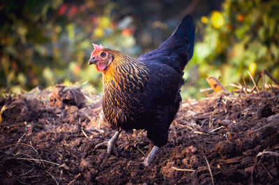 Close-up of chicken on field