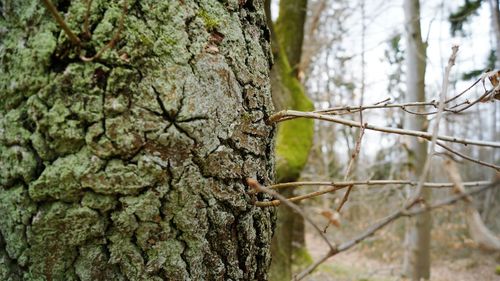 Close-up of lizard on tree trunk