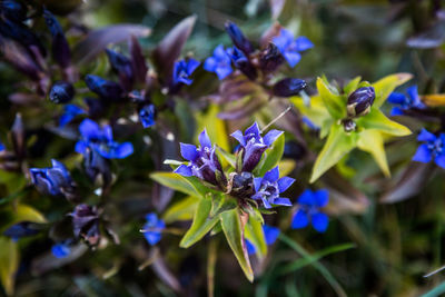 Close-up of purple flowering plant