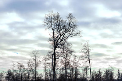 Low angle view of bare trees against sky