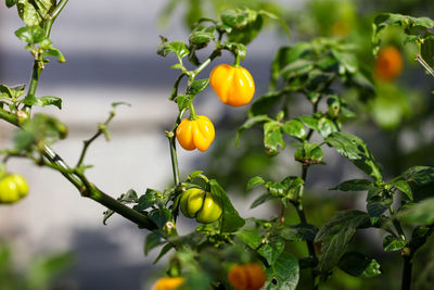 Close-up of habaneros growing on tree