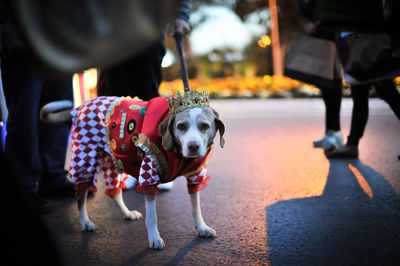 Full length of dog wearing costume on road