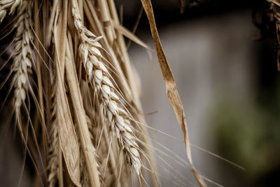 Close-up of stalks in wheat