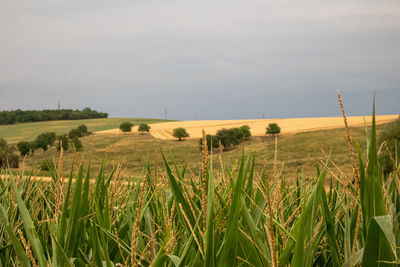 Scenic view of agricultural field against sky