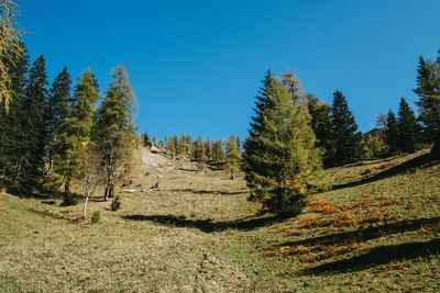 Trees in forest against clear blue sky