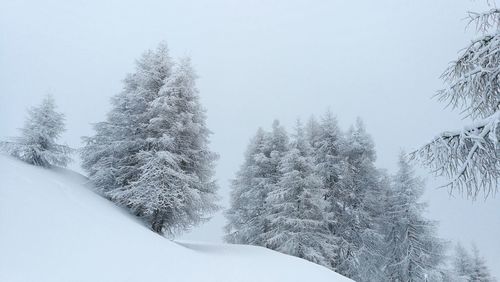 Fresh snow covered trail and pine trees in forest