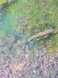 Close-up of fish swimming in water