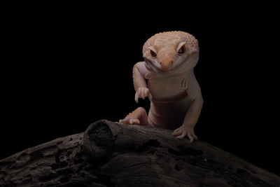 Close-up of figurine on wood against black background