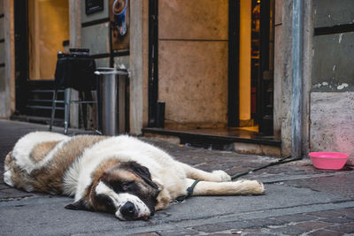 Close-up of dog lying down