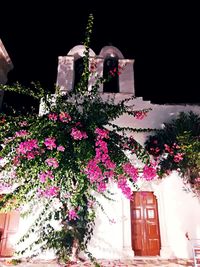 Low angle view of flowering plant against building
