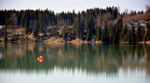 Scenic view of lake by trees in forest