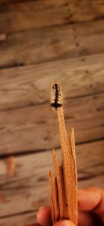 Close-up of hand holding insect on wood