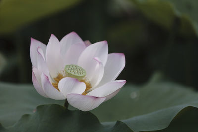 Close-up of lotus water lily in pond