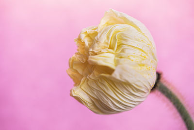 Close-up of pink rose against gray background