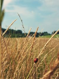 Close-up of a ladybug on stem at field