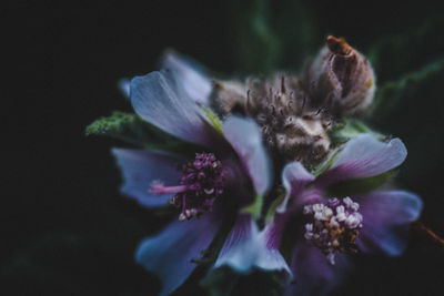 Close-up of purple flower