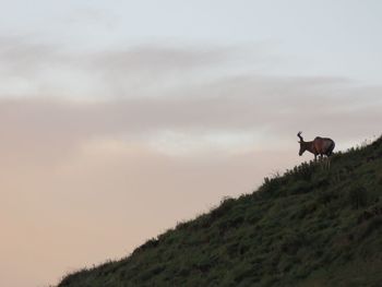 Horse standing on a land