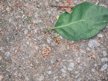 High angle view of leaves on field