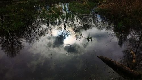 Reflection of trees in lake