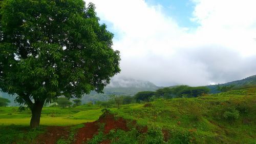 Scenic view of grassy field against sky