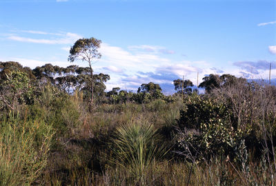 Scenic view of field against cloudy sky