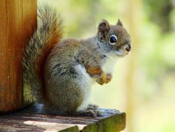Close-up of squirrel