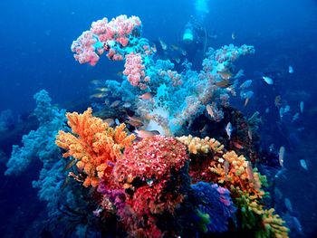 Fishes swimming by coral reef undersea