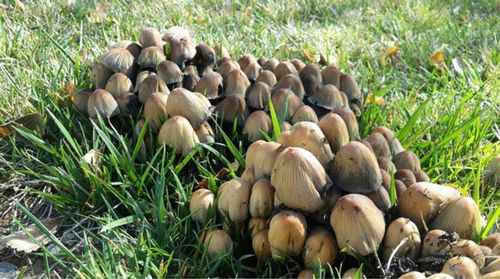 Mushrooms growing on field