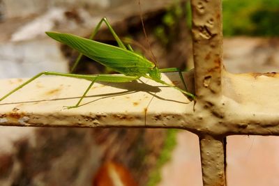 Close-up of insect on leaf