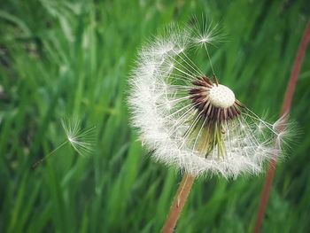 Close-up of dandelion on plant