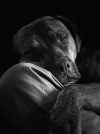 Close-up of dog looking away