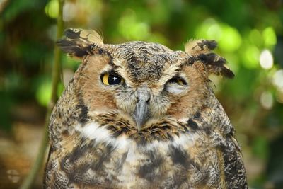 Close-up portrait of a owl