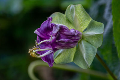 Close-up of purple flowering plant