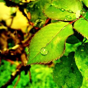 Close-up of green leaves