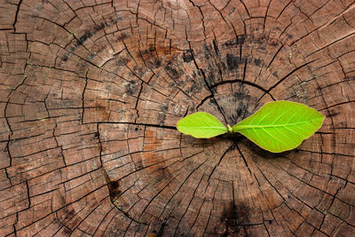 Close-up of tree stump