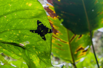 Close-up of butterfly on leaves